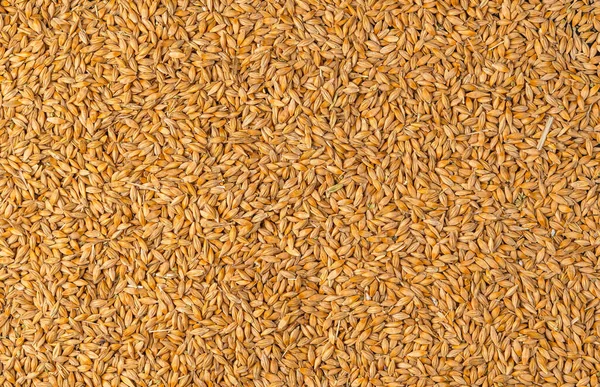 Background with wheat grains. Top view, horizontal — Stock Photo, Image