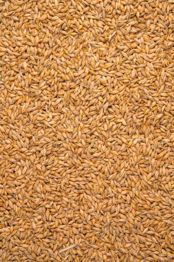 Arkaplanda buğday taneleri var. Üst görünüm, dikey, boşluğu kopyala.