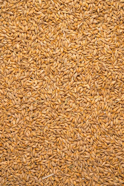 小麦粒の背景 トップビュー コピースペース — ストック写真