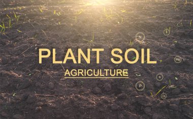 Toprak ekip biçmek için. Ekolojik olarak temiz, ekin için verimli toprak. Tarım kavramı. Seçici odak.