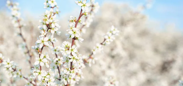 Мягкий Весенний Фон Цветущими Ветвями Дерева Синем Фоне Весенних Пасхальных — стоковое фото