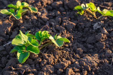 Genç çilek çalıları gün ışığında toprakta. Çilek yetiştiriyorlar. Tarım kavramı.