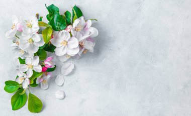 Açık gri arka planda çiçekli bir dal. Çiçek arka planı.