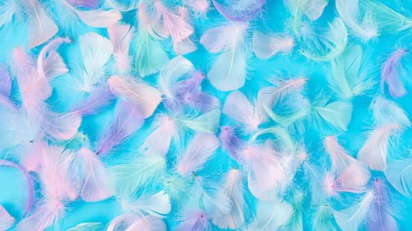Pastel Colored Feathers Blue Background Top View — Stock Photo, Image