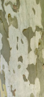 Ağaç kabuğuyla çok renkli bir ağaç gövdesi. Yüksek kalite fotoğraf