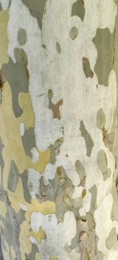 Ağaç kabuğuyla çok renkli bir ağaç gövdesi. Yüksek kalite fotoğraf