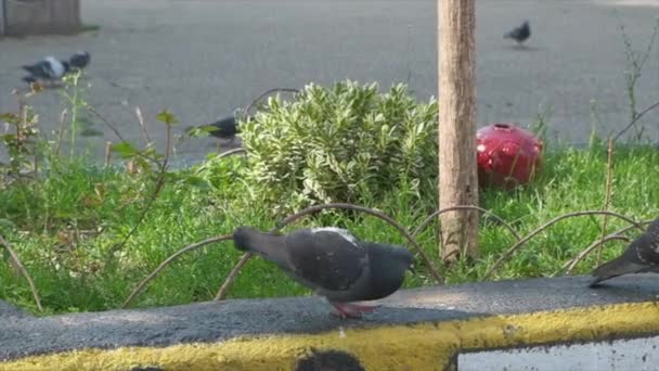 Pigeons on park ledge in slow motion — Stock Video