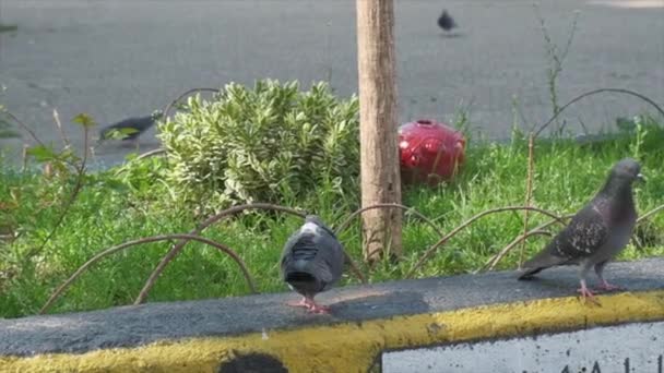 Palomas en la cornisa del parque en cámara lenta — Vídeos de Stock