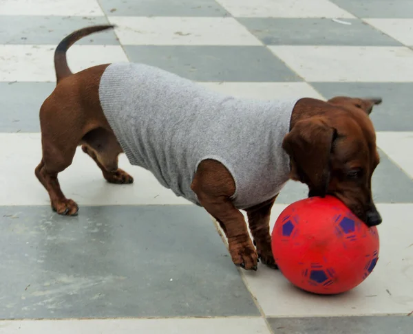 short haired dachshund dog with coat plays with ball . High quality photo