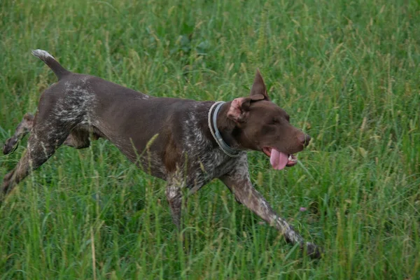 Chien Chasse Kurzhaar Brun Blanc Dans Une Action Chasse Photo — Photo