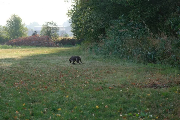 Chien Chasse Kurzhaar Brun Blanc Dans Une Action Chasse Photo — Photo