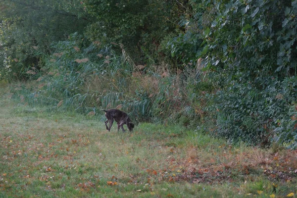 红白相间的Kurzhaar猎狗在狩猎行动中高质量的照片 — 图库照片
