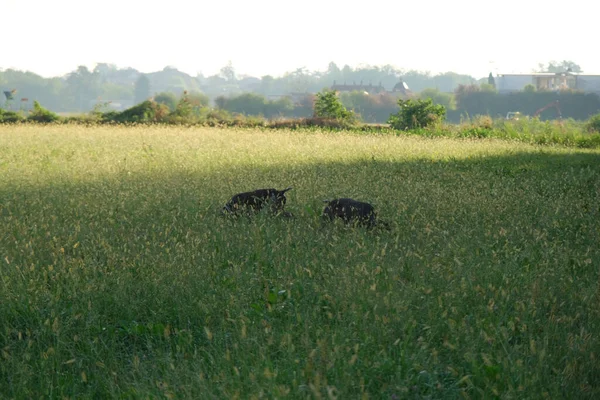 Chien Chasse Kurzhaar Brun Blanc Dans Une Action Chasse Photo — Photo