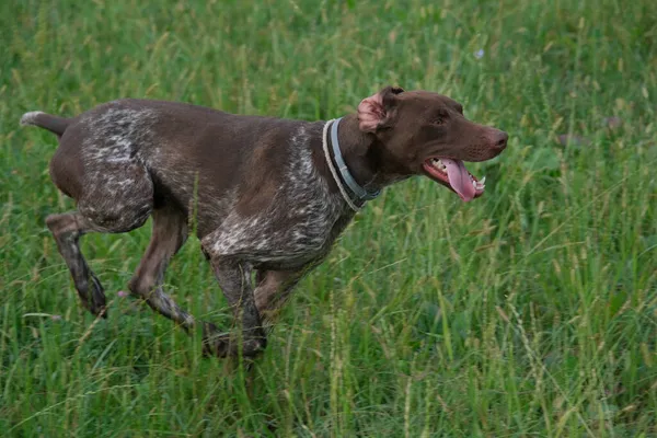 Kahverengi Beyaz Kurzhaar Köpeği Yüksek Kalite Fotoğraf — Stok fotoğraf