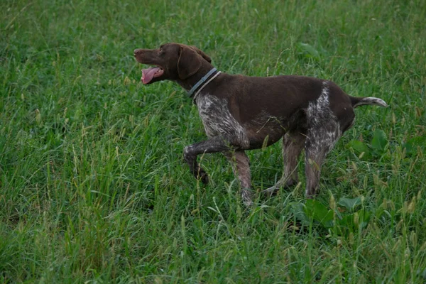 Cane Caccia Kurzhaar Marrone Bianco Azione Caccia Foto Alta Qualità — Foto Stock