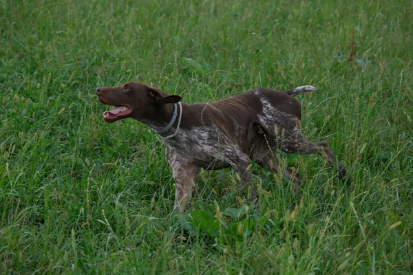 Kahverengi Beyaz Kurzhaar Köpeği Yüksek Kalite Fotoğraf — Stok fotoğraf