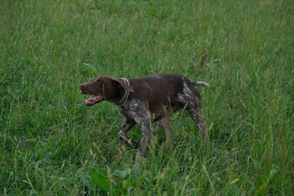 红白相间的Kurzhaar猎狗在狩猎行动中高质量的照片 — 图库照片
