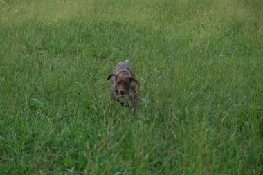 kahverengi ve beyaz kurzhaar av köpeği yüksek kalite fotoğraf