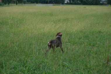 kahverengi ve beyaz kurzhaar av köpeği yüksek kalite fotoğraf