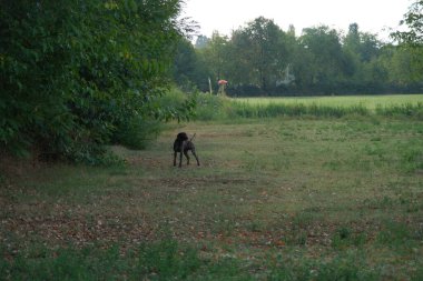 kahverengi ve beyaz kurzhaar av köpeği yüksek kalite fotoğraf