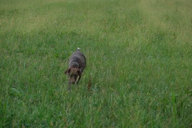 kahverengi ve beyaz kurzhaar av köpeği yüksek kalite fotoğraf