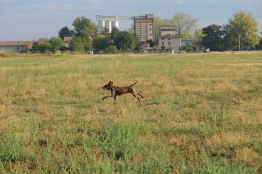 kahverengi ve beyaz kurzhaar av köpeği yüksek kalite fotoğraf