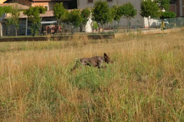 kahverengi ve beyaz kurzhaar av köpeği yüksek kalite fotoğraf