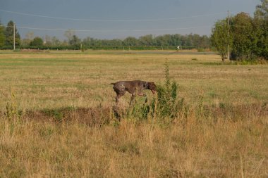 kahverengi ve beyaz kurzhaar av köpeği yüksek kalite fotoğraf