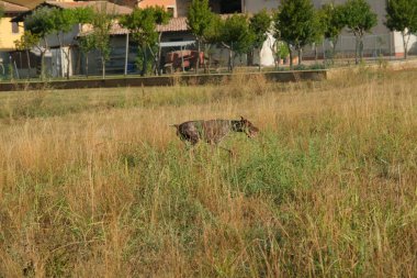 kahverengi ve beyaz kurzhaar av köpeği yüksek kalite fotoğraf