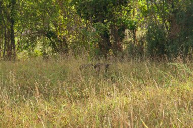 kahverengi ve beyaz kurzhaar av köpeği yüksek kalite fotoğraf