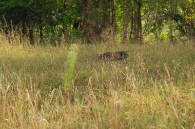 kahverengi ve beyaz kurzhaar av köpeği yüksek kalite fotoğraf