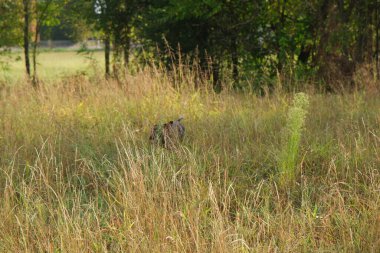 kahverengi ve beyaz kurzhaar av köpeği yüksek kalite fotoğraf