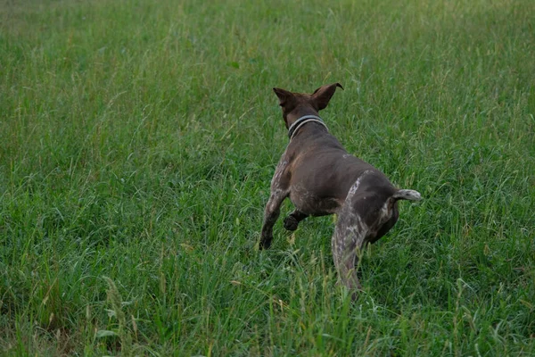 Καφέ Και Άσπρο Kurzhaar Κυνηγόσκυλο Μια Κυνηγετική Δράση Υψηλής Ποιότητας — Φωτογραφία Αρχείου