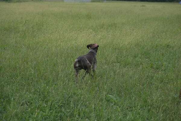 狩猟行動中の茶色と白のクルツァール狩猟犬高品質の写真 — ストック写真