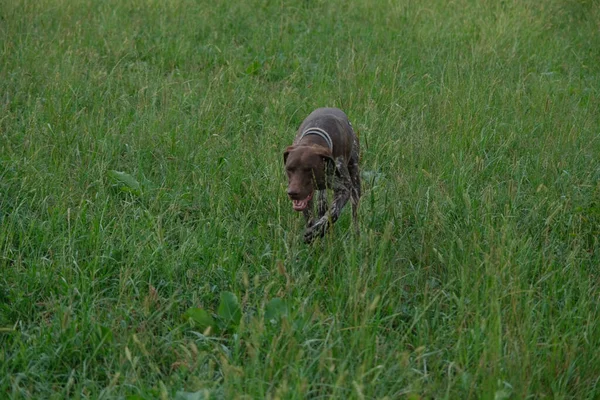 Chien Chasse Kurzhaar Brun Blanc Dans Une Action Chasse Photo — Photo