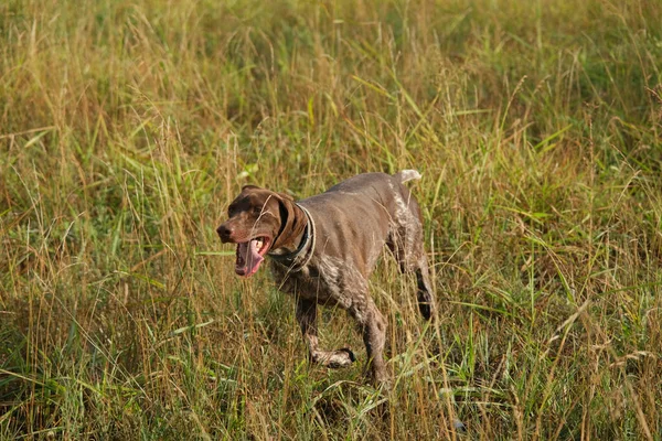 Marrón Blanco Kurzhaar Perro Caza Una Acción Caza Foto Alta — Foto de Stock