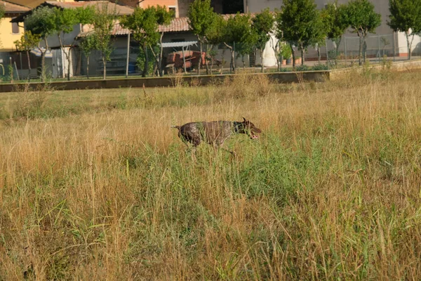 Cane Caccia Kurzhaar Marrone Bianco Azione Caccia Foto Alta Qualità — Foto Stock