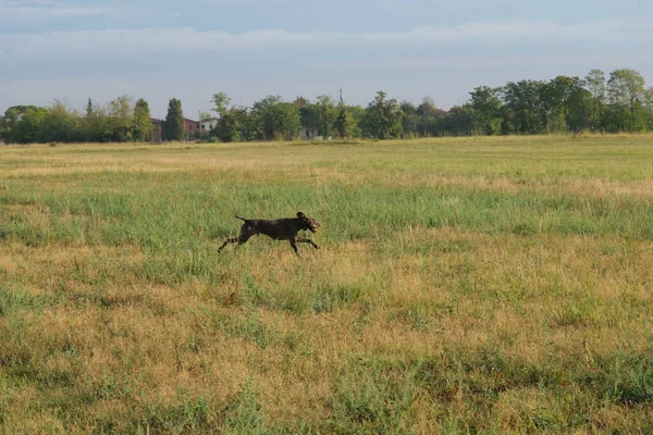 Chien Chasse Kurzhaar Brun Blanc Dans Une Action Chasse Photo — Photo