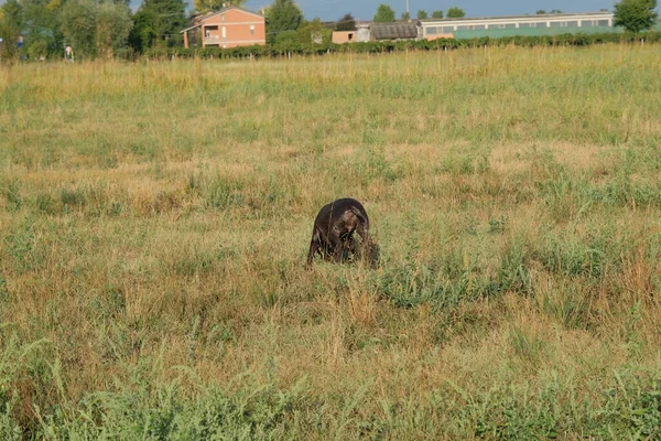 kahverengi ve beyaz kurzhaar av köpeği yüksek kalite fotoğraf
