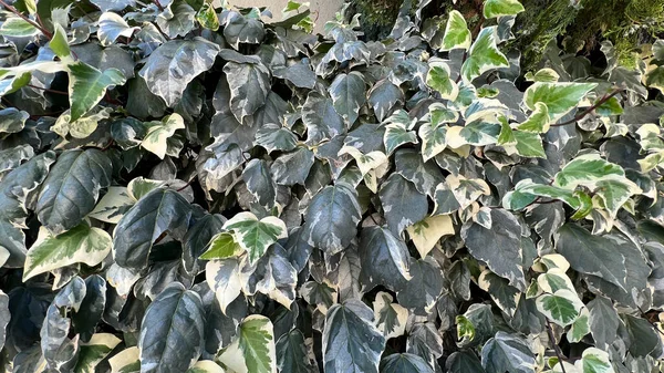 Muur Van Weelderige Groene Klimop Bladeren Muur Hoge Kwaliteit Foto — Stockfoto