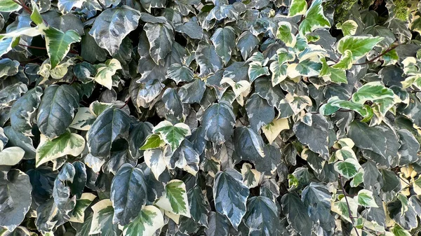 Τοίχος Από Καταπράσινα Φύλλα Κισσού Στον Τοίχο Υψηλής Ποιότητας Φωτογραφία — Φωτογραφία Αρχείου