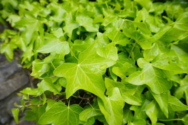 Duvarda yemyeşil sarmaşık yaprakları var. Yüksek kalite fotoğraf