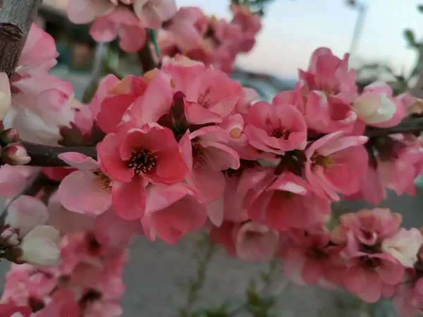 분홍색 가지에 벚꽃이 고품질 — 스톡 사진