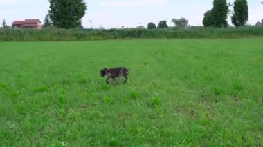 Kahverengi ve beyaz Kurzhaar av köpeği 