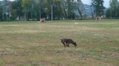 Kahverengi ve beyaz Kurzhaar av köpeği 