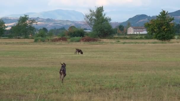 Brauner Und Weißer Kurzhaar Jagdhund Bei Einer Jagdaktion — Stockvideo