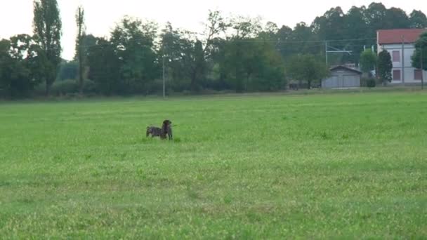 Brauner Und Weißer Kurzhaar Jagdhund Bei Einer Jagdaktion — Stockvideo