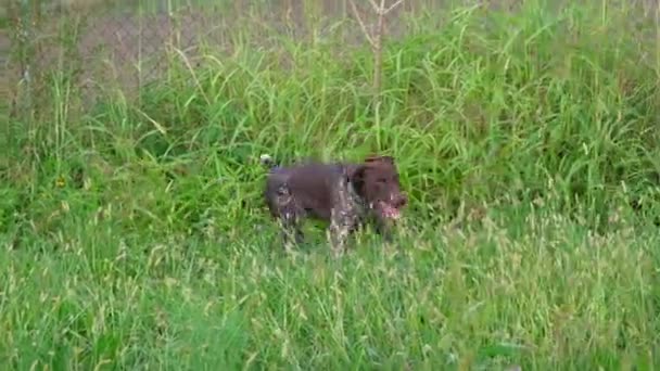 Brown White Kurzhaar Hunting Dog Hunting Action — Stock Video