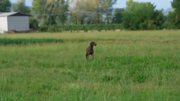 Bruin Wit Kurzhaar Jachthond Een Jachtactie — Stockvideo