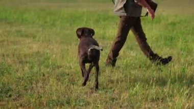 Kahverengi ve beyaz Kurzhaar av köpeği 